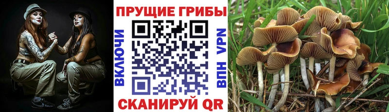 Купить  Сольцы  Галлюциногенные грибы MAGIC MUSHROOMS 